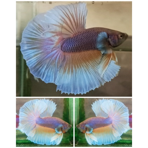 Sweet Purple Gas Butterfly