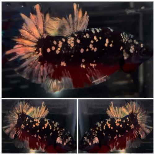 Avatar Gold Copper