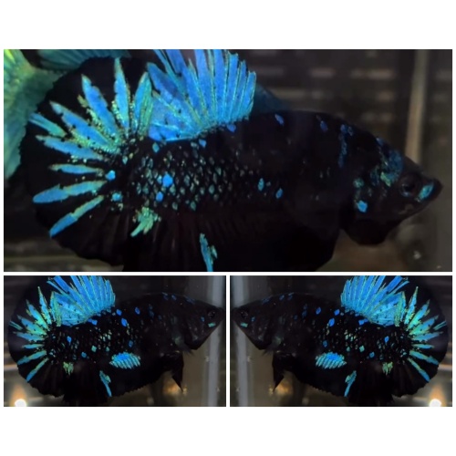 Avatar Nebula #1