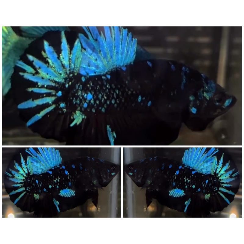 Avatar Nebula #1