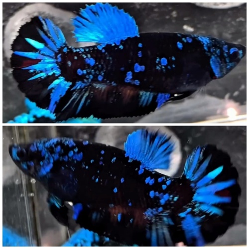 Female Avatar Blue