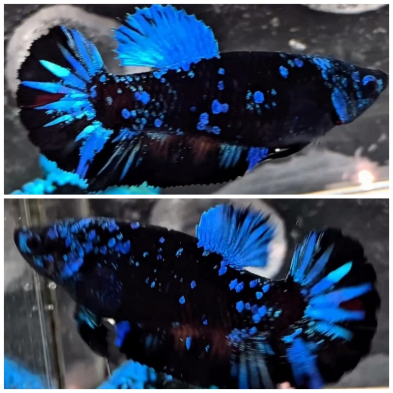 Female Avatar Blue