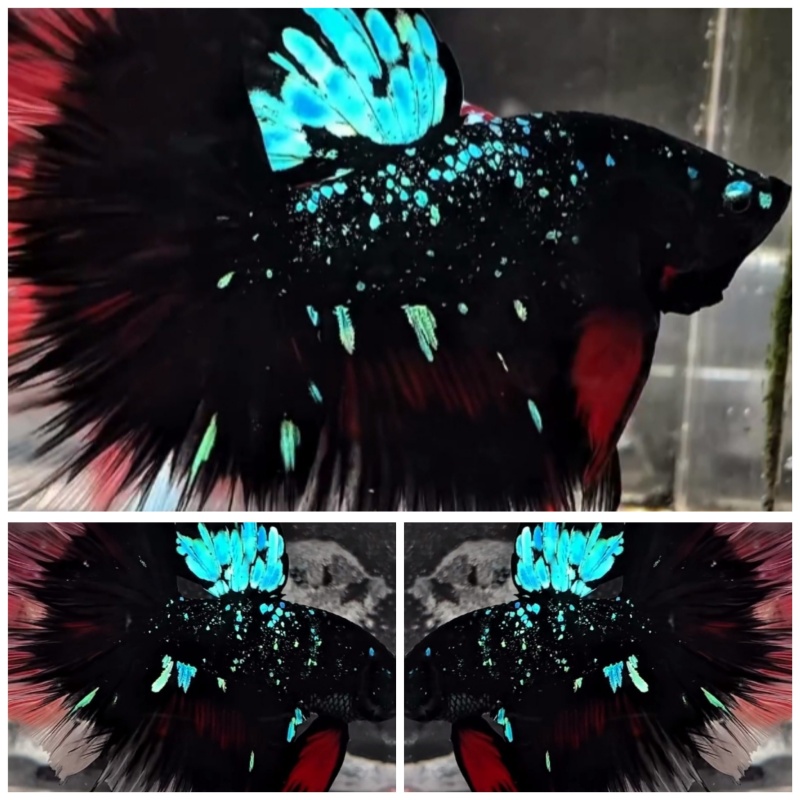 Top Avatar Nebula