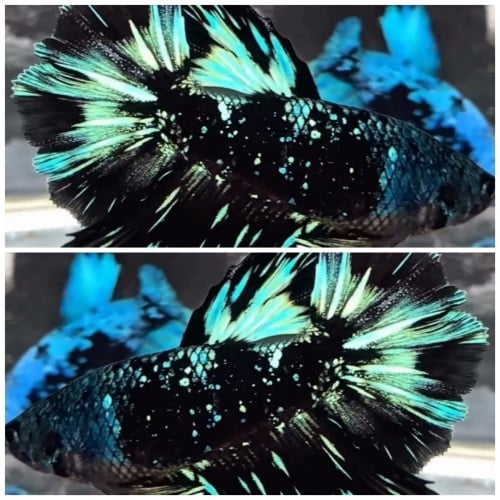 Female Avatar Nebula