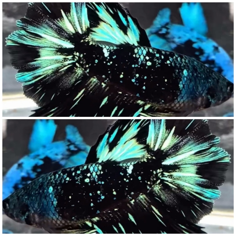 Female Avatar Nebula