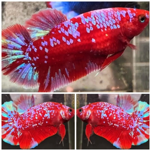 Best Pair Red Purple Galaxy