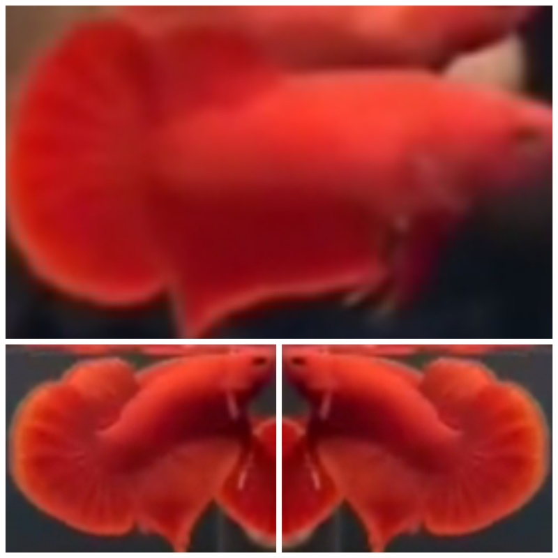 Nice Pair Super Red HMPK