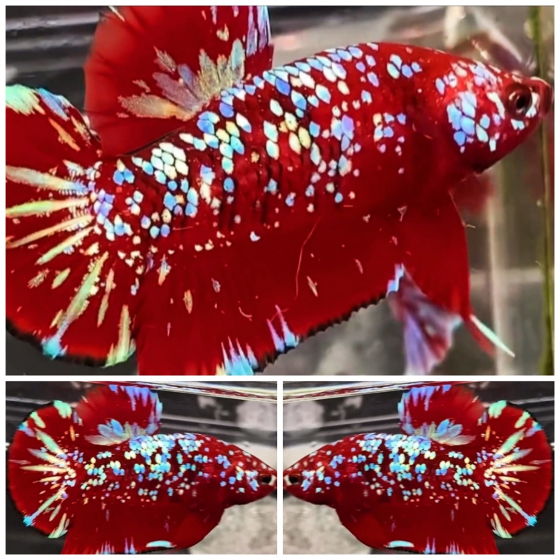 Top Red Pearly