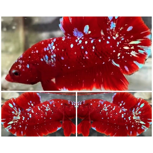 Nice Red Purple Galaxy