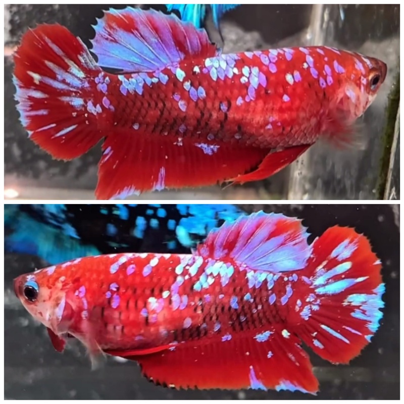 Female Red Purple Galaxy