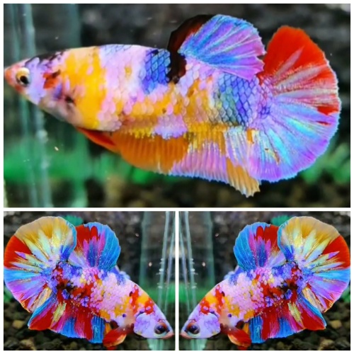 Best Pair Candy Rainbow