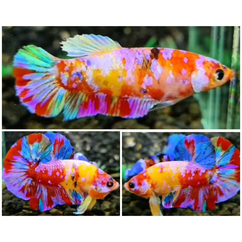 Pair Yellow Base Multicolour