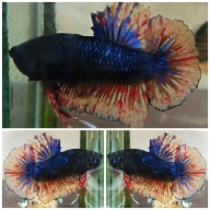 Blue Black Armageddon