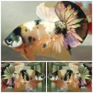 Yellow Koi Copper