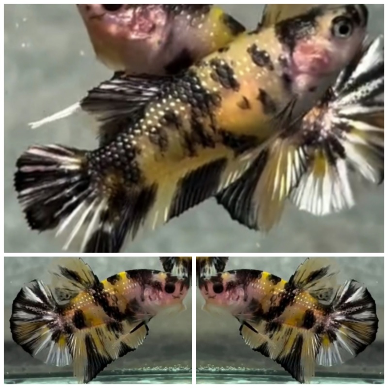 Pair Yellow Copper
