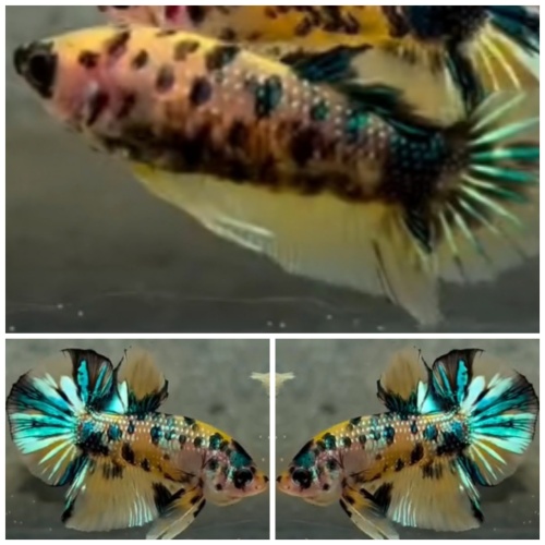 Pair Yellow Metallic