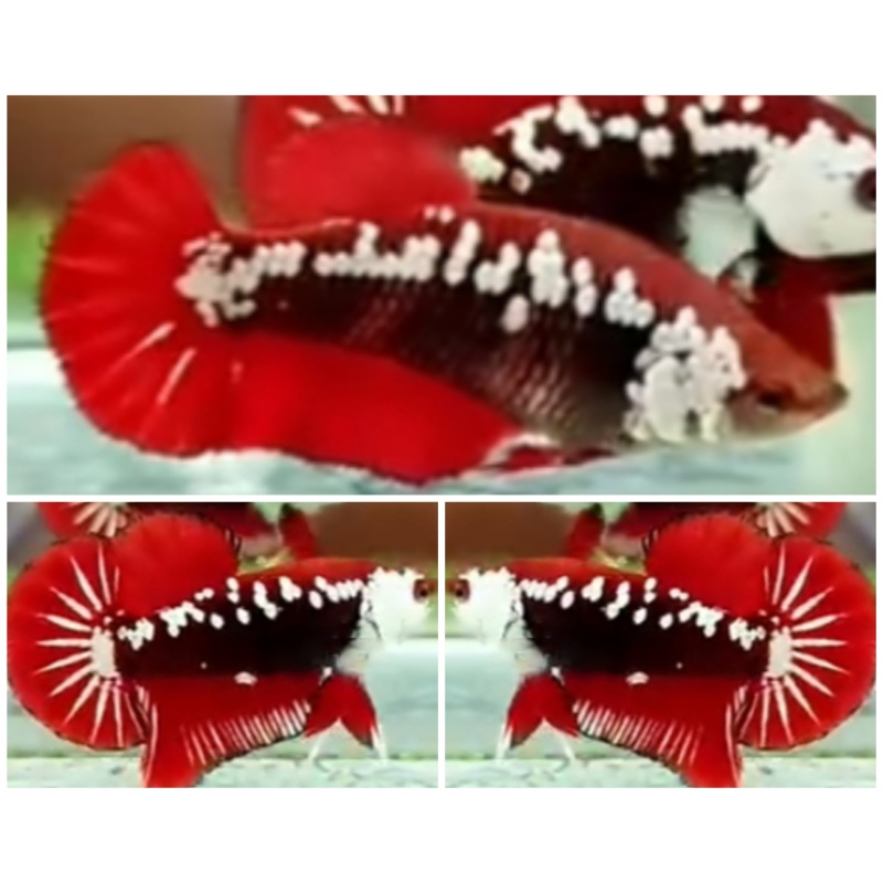 Pair Akatsuki Grade