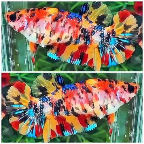 Female Metallic Multicolour