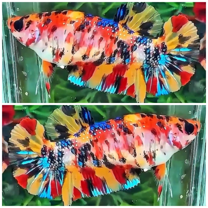 Female Metallic Multicolour