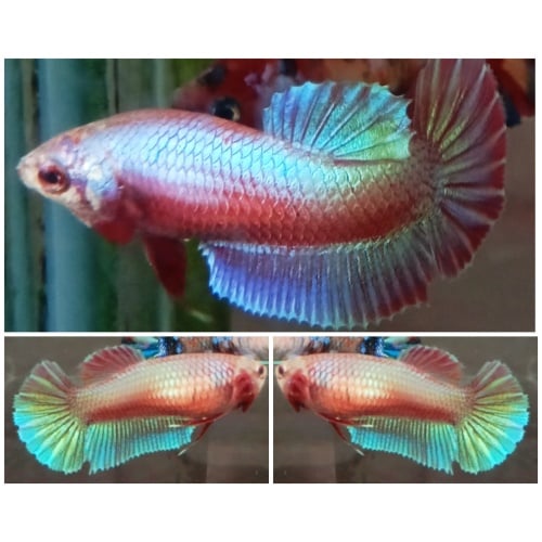 Female Pink Shimmer