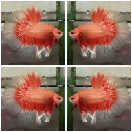 Sunkist Butterfly