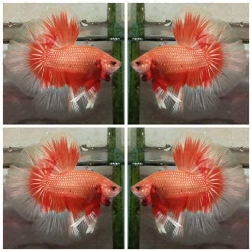 Sunkist Butterfly