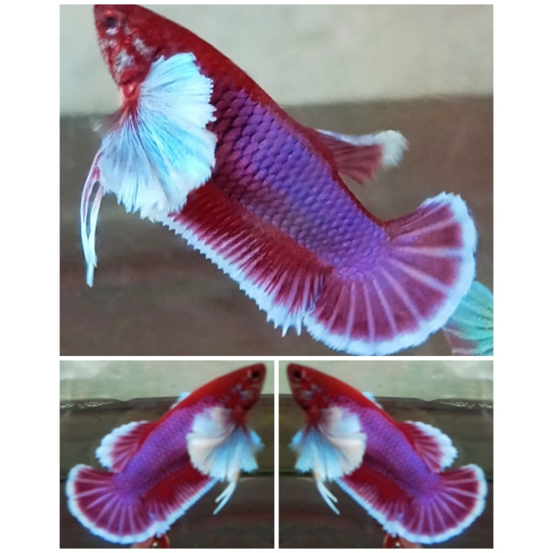 Female Lavender Dumbo