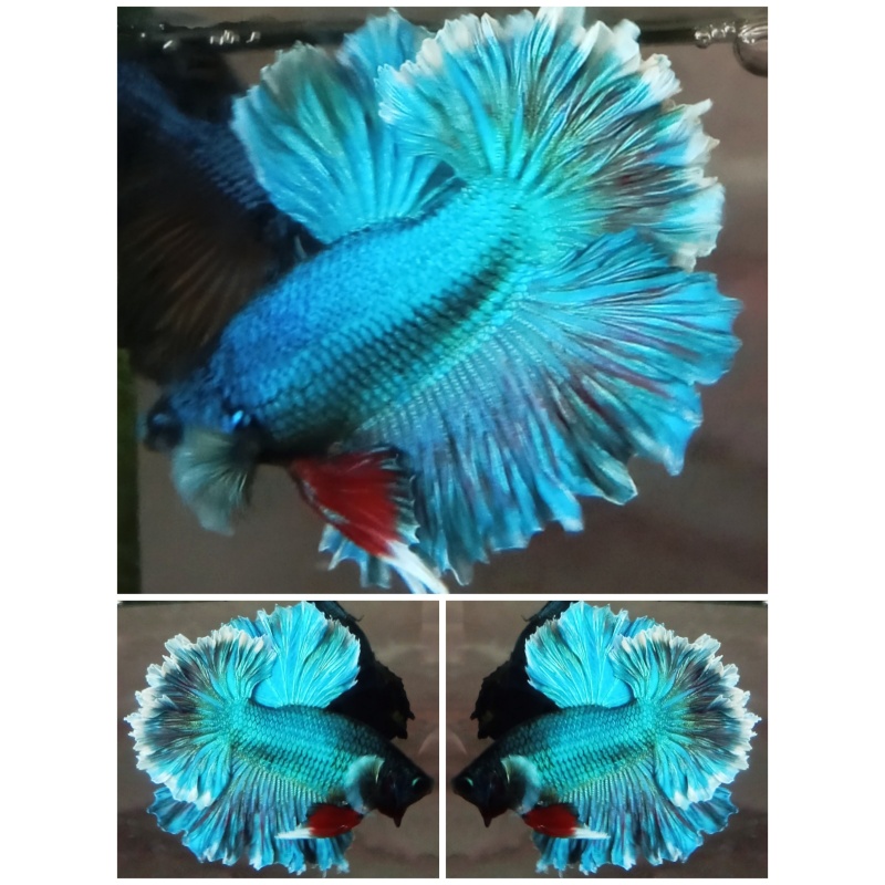 Green King Rosetail