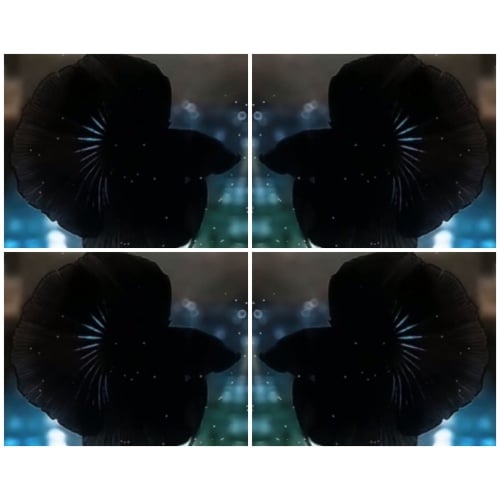 Super Black