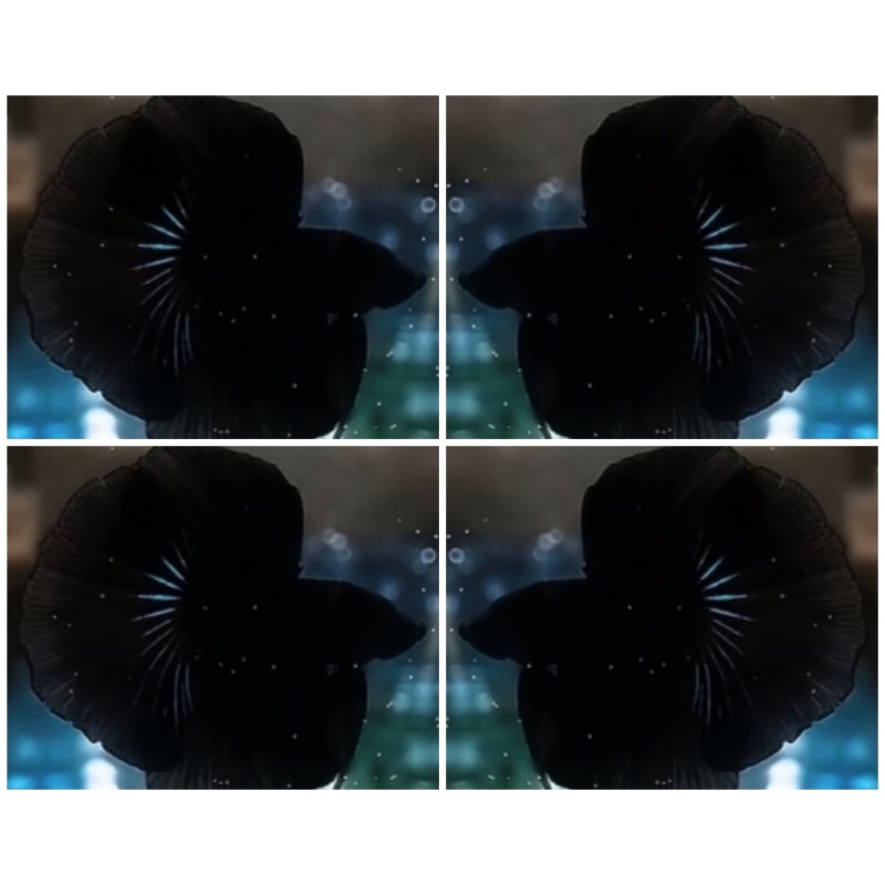 Super Black