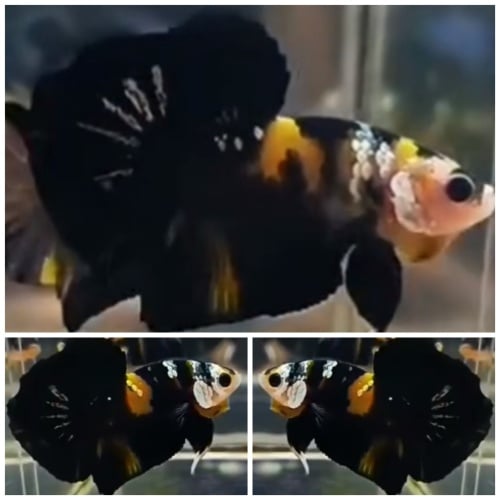 Black Yellow Copper #1