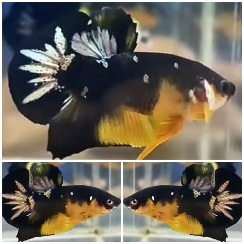 Black Yellow Copper