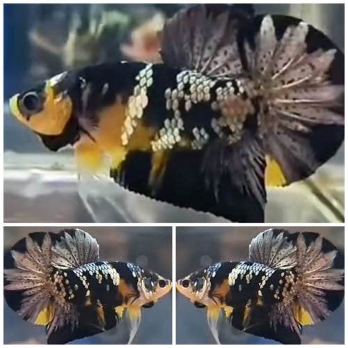 Black Yellow Copper #2