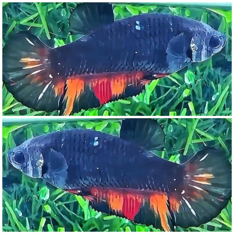 Female Black Variation