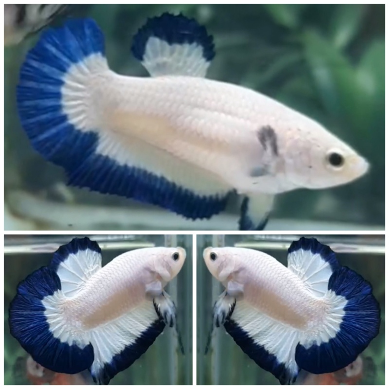 Pair Blue Rim
