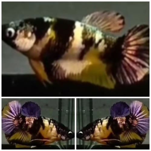 Pair Yellow Koi Copper