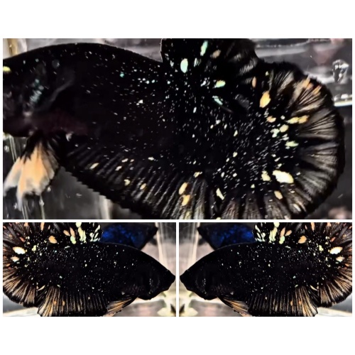 VIP Avatar Stardust #3
