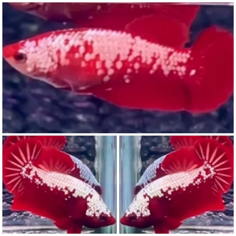 Pair Red Samurai