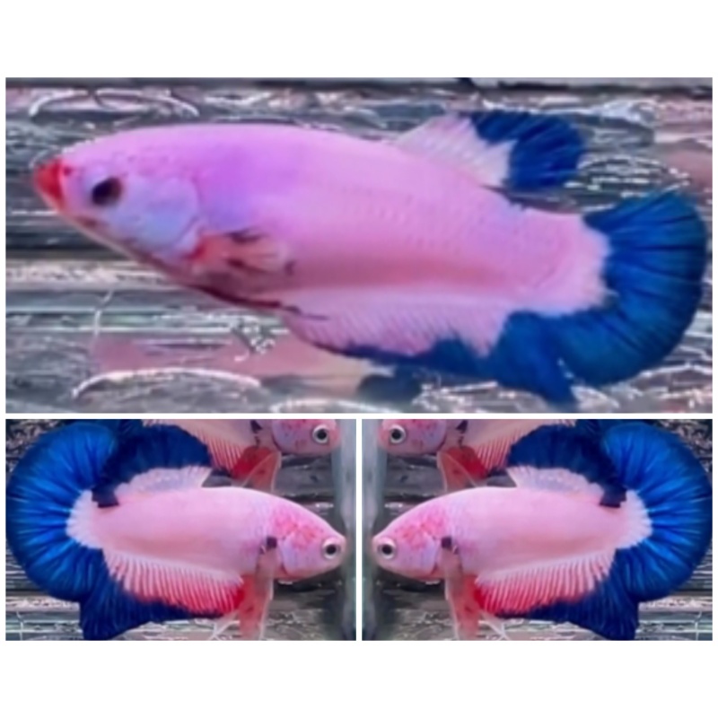 Pair Flamingo