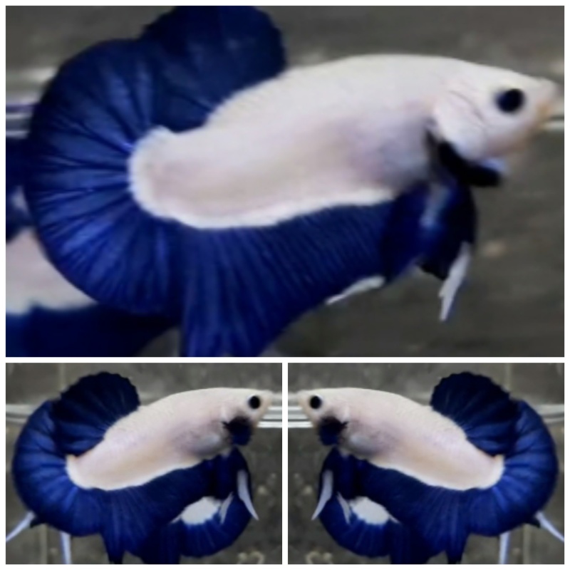 Blue Rim Show Class