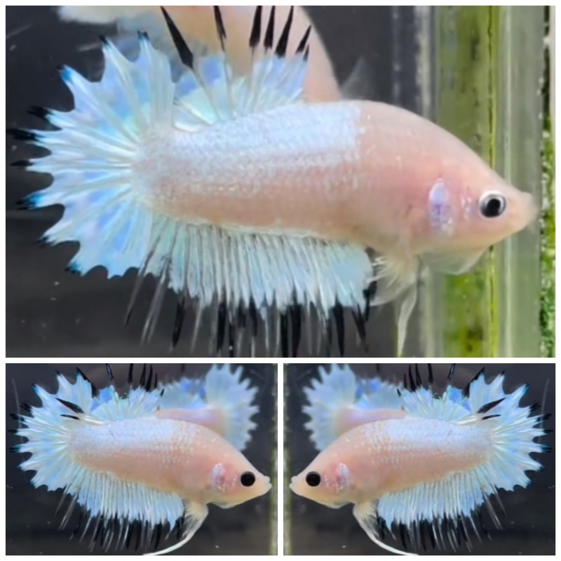 Sweet Casper PKCT