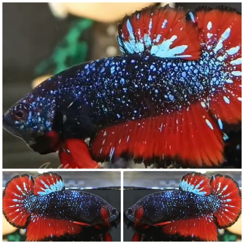 Avatar Nebula