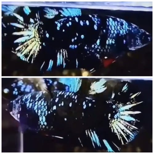 Female Black Star Galaxy