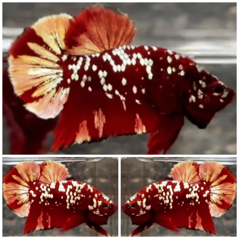 Red Gold Galaxy