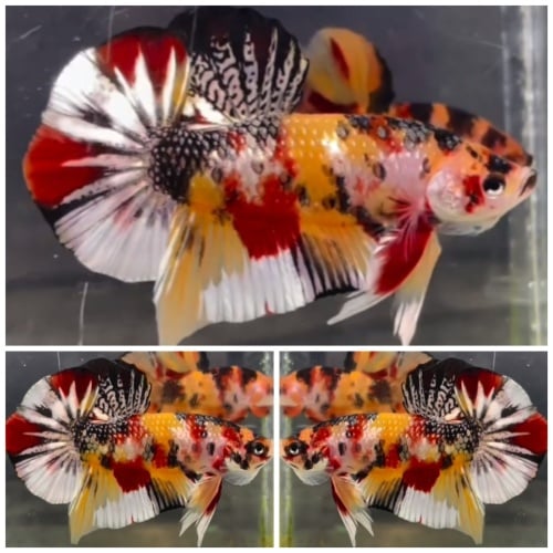 Top Candy Copper