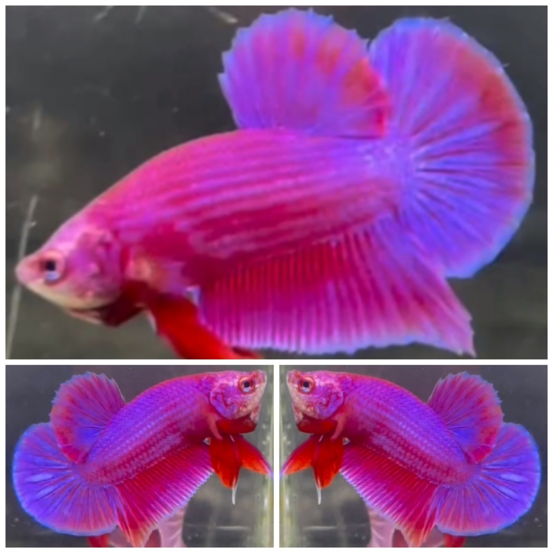 Best Pinky Purple Aurora