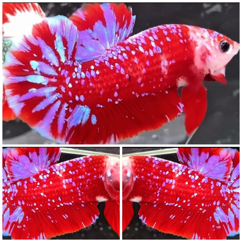 Red Purple Galaxy
