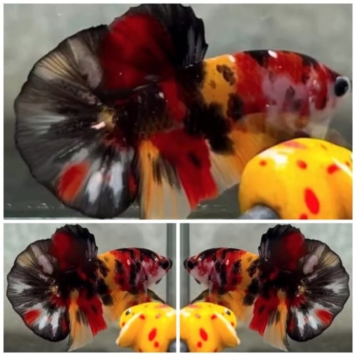 Black Nemo