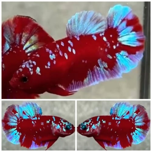 Pair Red Blue Galaxy