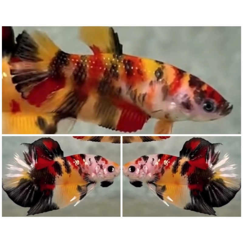 Pair Black Yellow Base